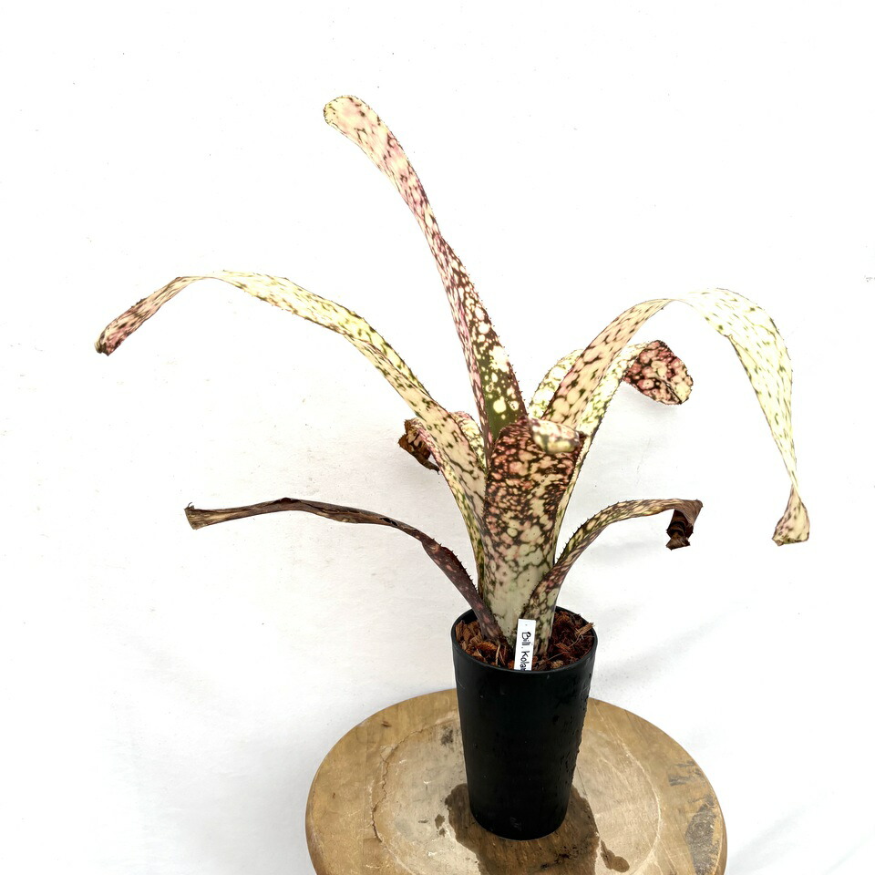 楽天市場】(現品) ビルベルギア 'Huay Sok White' (No.62495
