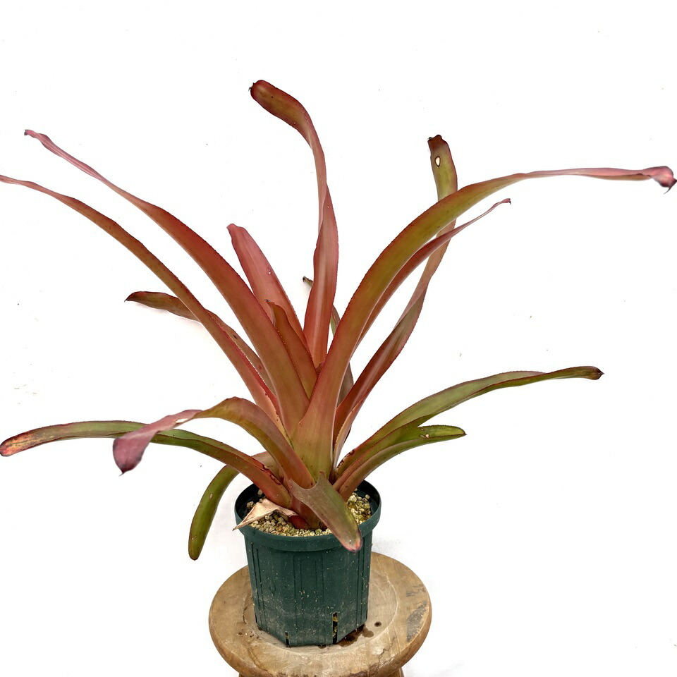 ブロメリア・エアープランツ Aechmea orlandiana 'Reverse Ensign' A157 Aechmea orlandiana 'Reverse Ensign' - Bromeliad Paradise