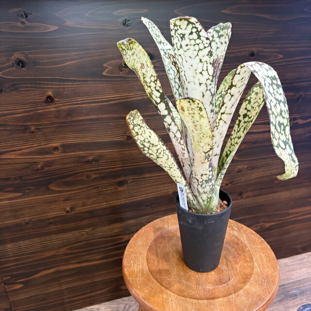 ブロメリア・エアープランツ Billbergia Huay Sok White 楽天市場】(現品) ビルベルギア 'Huay Sok White' (No.62495