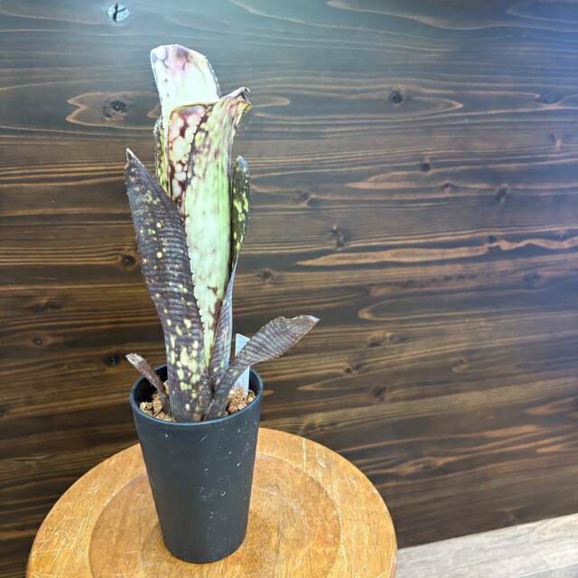 ブロメリア・エアープランツ Billbergia Arribella 楽天市場】(現品) ビルベルギア 'アリベラ' (No.62335) (観葉