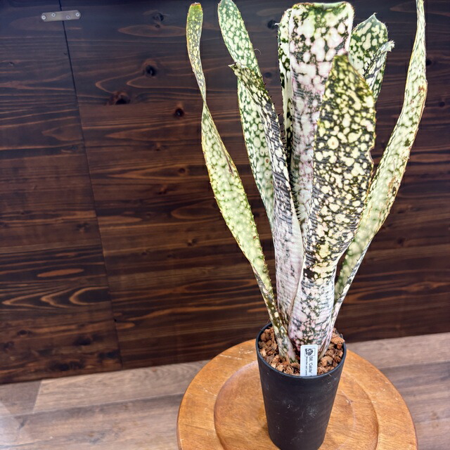 楽天市場】(現品) エクメア 'オットー' (No.62272) (観葉植物 楽天市場】(現品) エクメア 'オットー' (No.62272) (観葉植物