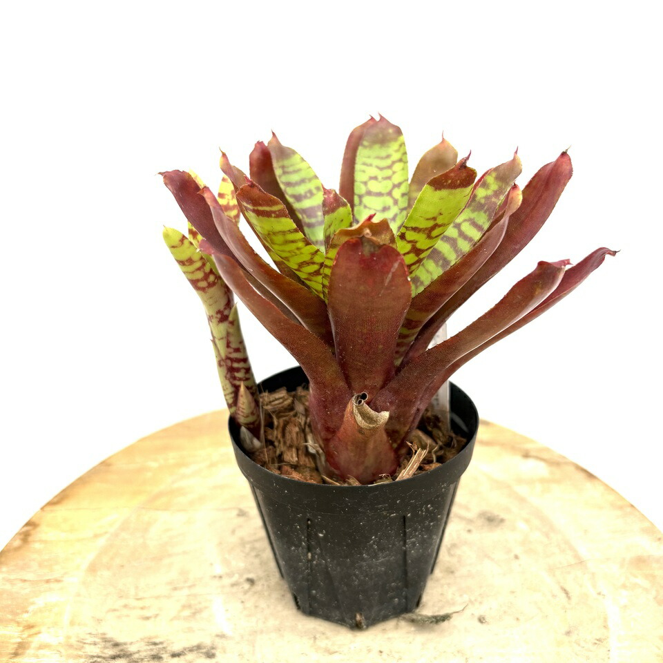 ブロメリア・エアープランツ Neoregelia Namaskar ネオレゲリア・ルブロヴィッタータ Neoregelia rubrovittata