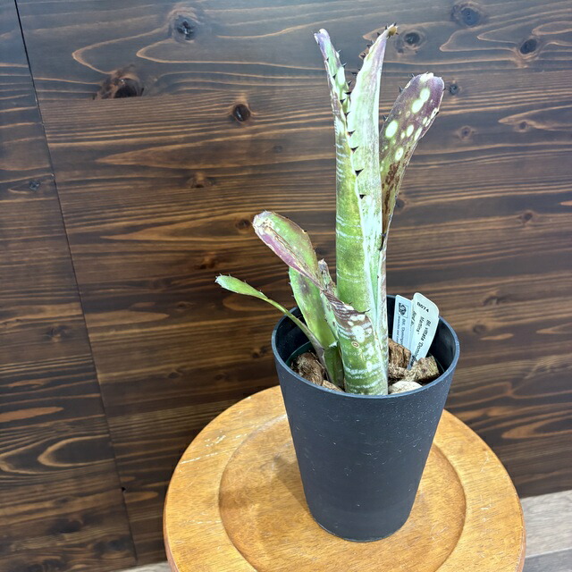 a81 ビルベルギア オビワン タンクブロメリア a81 ビルベルギア オビワン タンクブロメリア Billbergia Obi