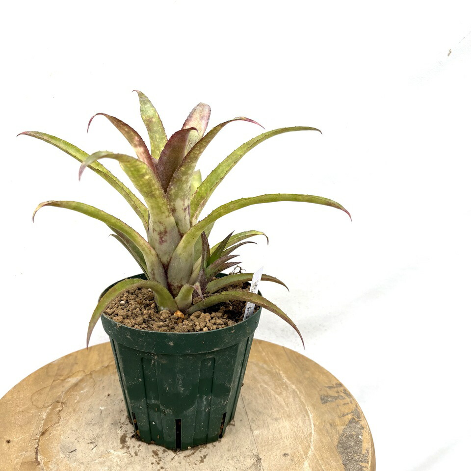 ブロメリア・エアープランツ Bromelia Serra ブロメリア・エアープランツ Bromelia Serra BROMEL1.jpg