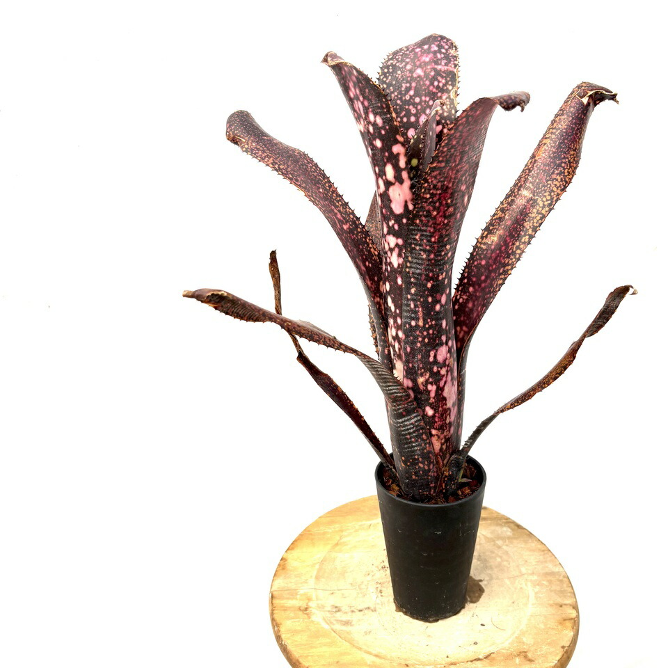 売れ筋・人気アイテム 商品 Billbergia El Zorro - Bird Rock