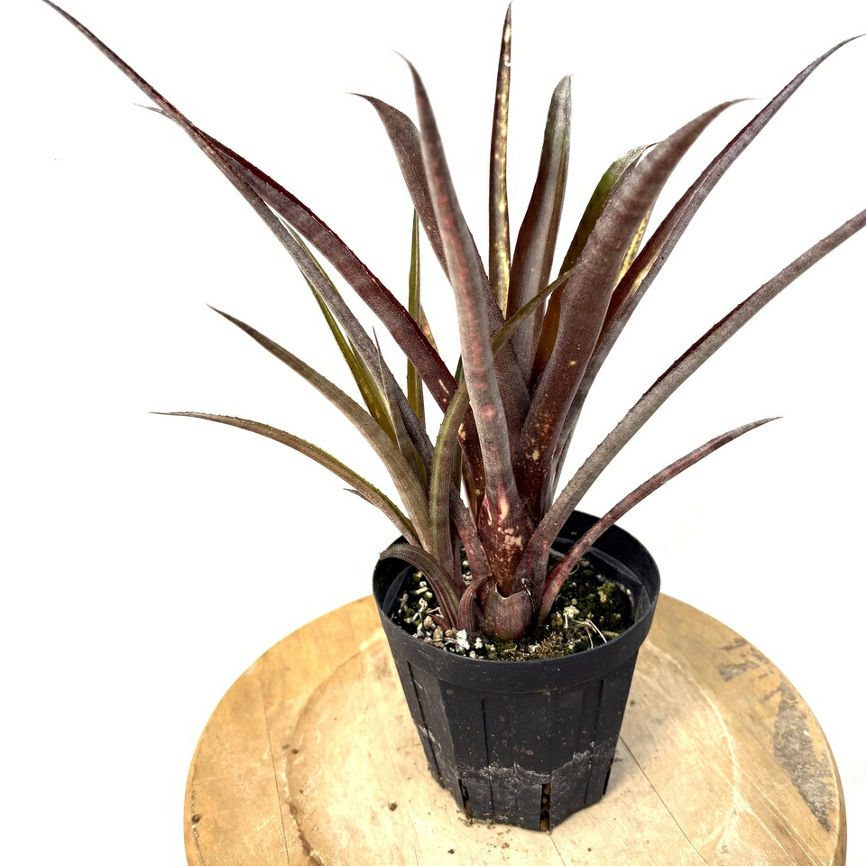 楽天市場】(現品) カニストラム セイデリアヌム (No.61993