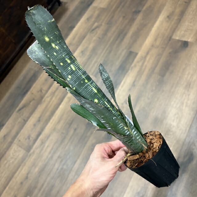 楽天市場】(現品) ビルベルギア (ドミンゴスマーティンス