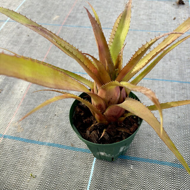 楽天市場】(現品) エクメア ファネロフレビア (No.61989) (観葉植物