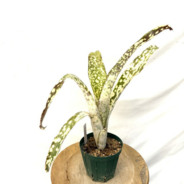 ブロメリア・エアープランツ Billbergia Huay Sok White 楽天市場】(現品) ビルベルギア 'Huay Sok White' (No.62495