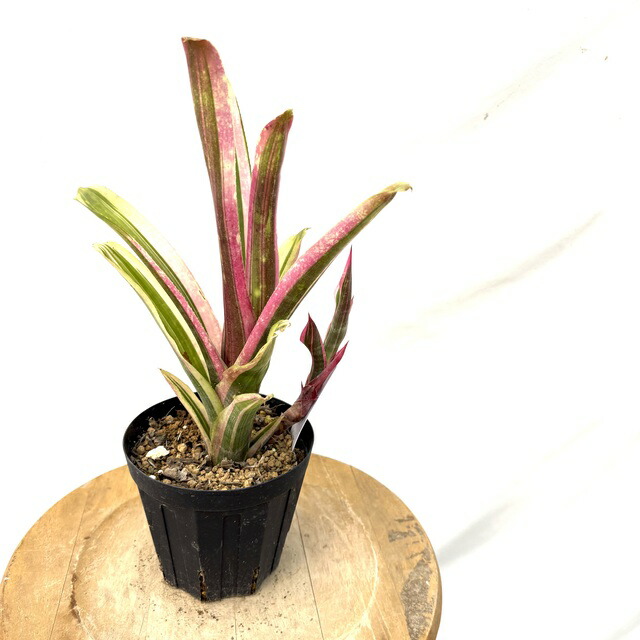 ブロメリア・エアープランツ Billbergia Arribella Bill.Hyb 【artPLANTs/PLANTS GARAGE】 ビルベルギア/Billbergia