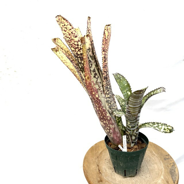 ブロメリア・エアープランツ Billbergia Domingos Martins Billbergia vittata 'Domingos Martins'（ビルベルギア