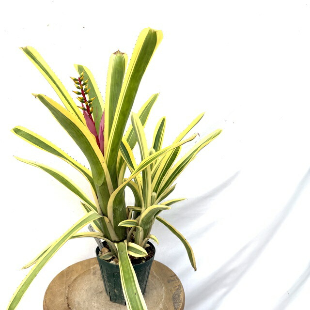 エクメア ムルフォーディ マルバ　1 楽天市場】(現品) エクメア ムルフォーディ 'マルバ' (No.62178