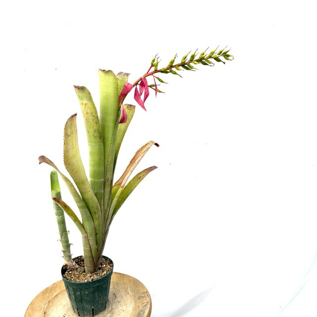 ブロメリア・エアープランツ Quesnelia 'Rafael Oliveira' Quesnelia 'Rafael Oliveira' - Bird Rock Tropicals