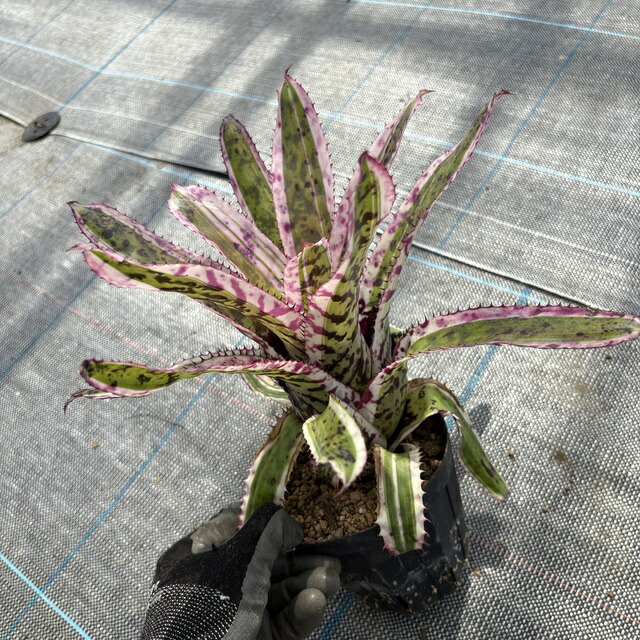 ブロメリア・エアープランツ Billbergia Talbot Eve 現品) ビルベルギア 'タルボットイブ' (No.62332) (観葉植物