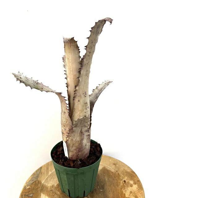 ブロメリア・エアープランツ Hohenbergia 'Purple Majesty' H0156 楽天市場】(現品) ホヘンベルギア 'パープルマジェスティ' (No