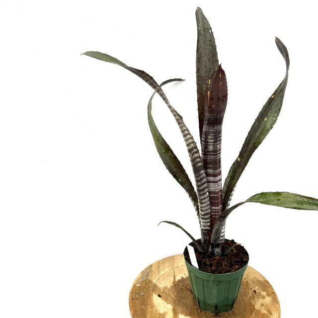 ブロメリア・エアープランツ Billbergia Tinker Bell 楽天市場】(現品) ビルベルギア 'ティンカーベル' (No.62197