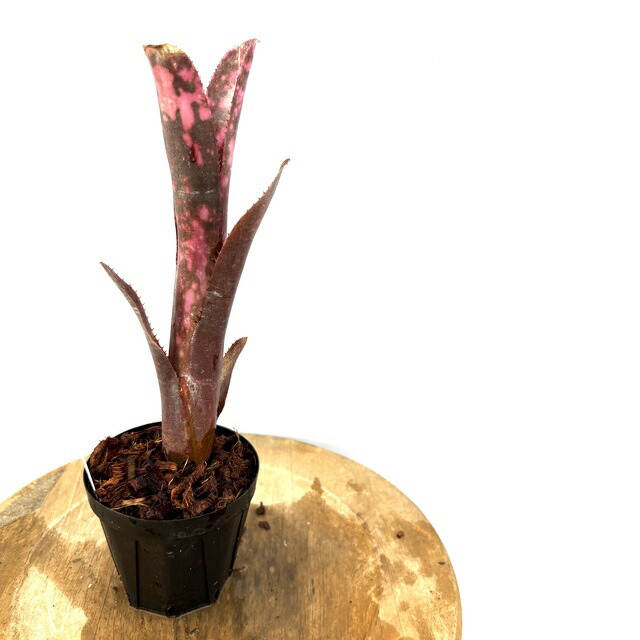 楽天市場】(現品) ビルベルギア 'ノーザンライツ' (No.62342) (観葉