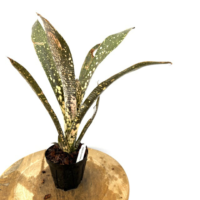 楽天市場】(現品) ビルベルギア (ドミンゴスマーティンス