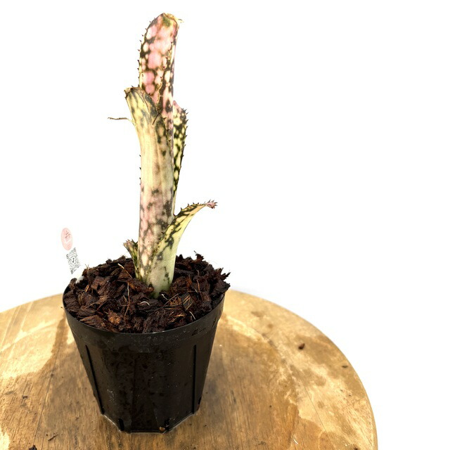 ブロメリア・エアープランツ Billbergia Arribella ブロメリア・エアープランツ Billbergia Arribella 現品