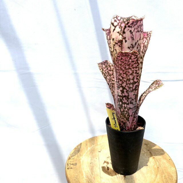 ブロメリア・エアープランツ Billbergia Tinker Bell 楽天市場】(現品) ビルベルギア 'ティンカーベル' (No.62197