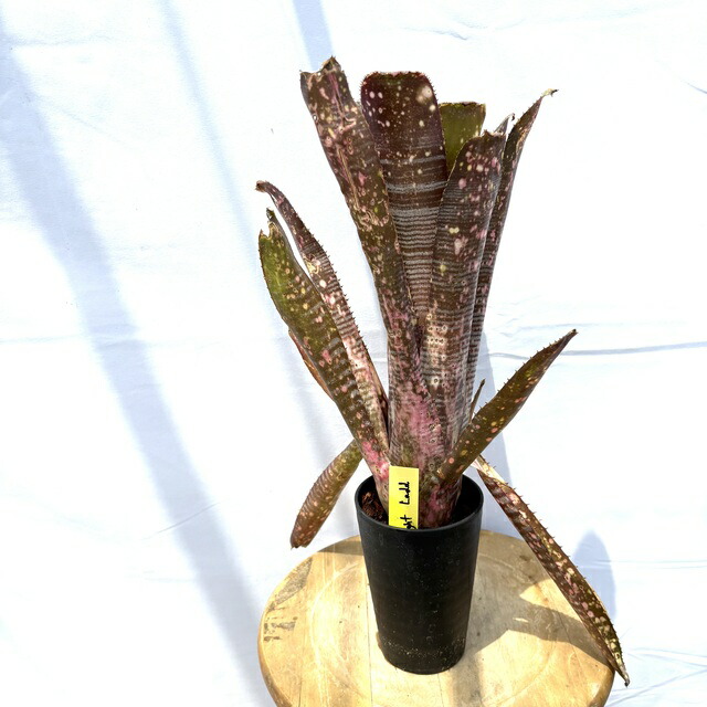 ビルベルギア　ドミンゴス　マルティンス　リサタグ付き　子株付き ビルベルギア ドミンゴスマルティンス | GREEN LUCK