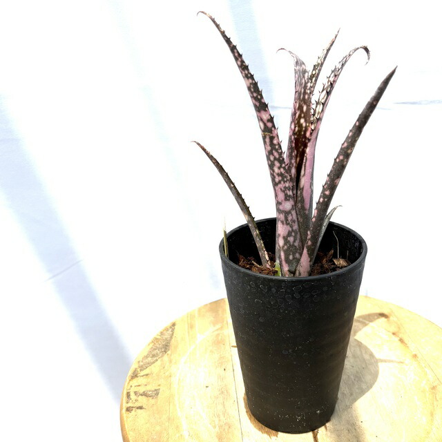 楽天市場】(現品) ビルベルギア (ドミンゴスマーティンス