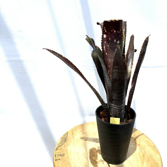 楽天市場】(現品) ビルベルギア 'キャロンズ ブラック' (No