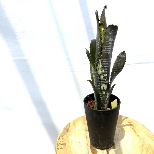 ブロメリア・エアープランツ Billbergia Arribella ブロメリア・エアープランツ Billbergia Arribella 現品