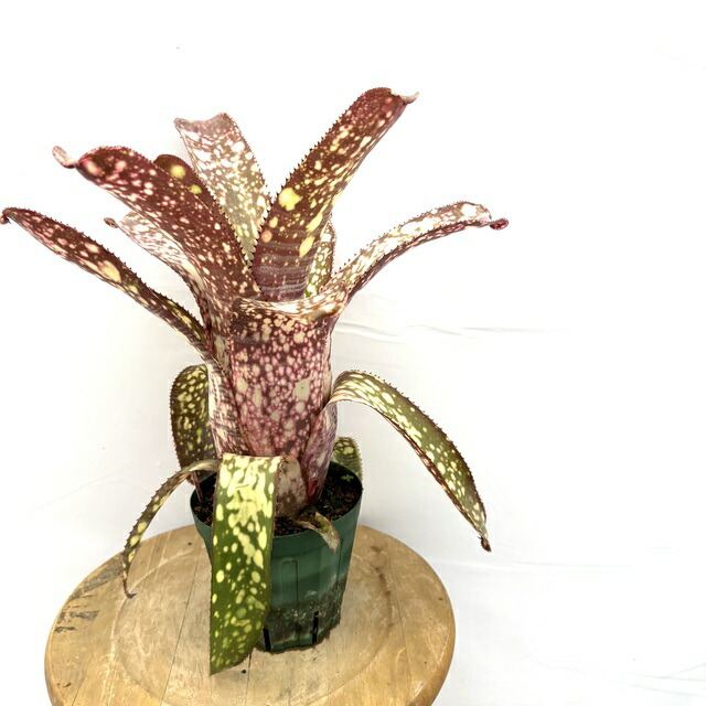 楽天市場】(現品) ビルベルギア 'ノベナ' (No.62344) (観葉植物