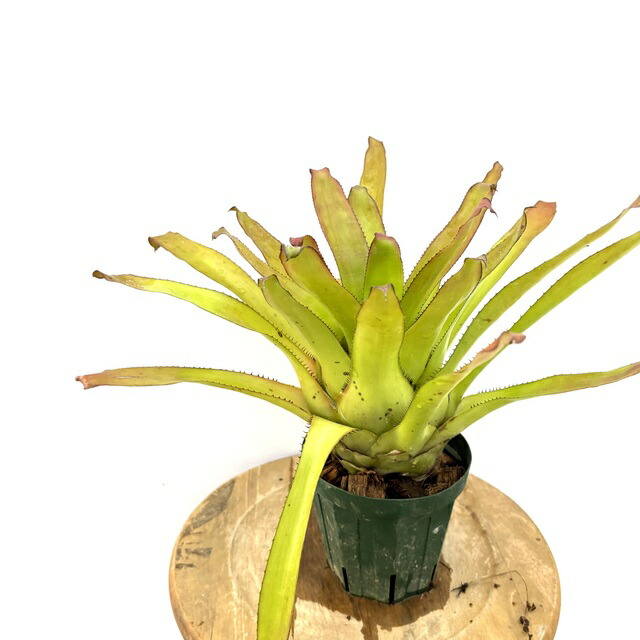 楽天市場】(現品) ケスネリア テストゥド 'アルボマージナータ' (No