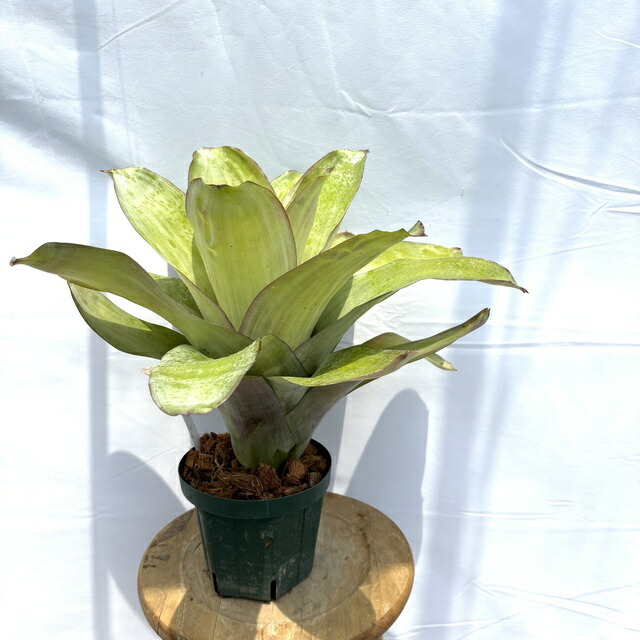 Aechmea RobertoMenescal エクメア ロベルトメネスカル 現品) エクメア 'ロベルトメネスカル' (No.62365) (観葉植物