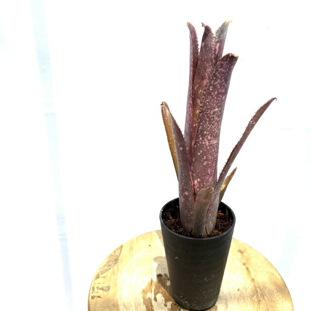 楽天市場】(現品) ビルベルギア 'ティンカーベル' (No.62197