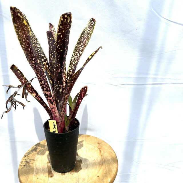 楽天市場】(現品) ビルベルギア ビッタータ 'ラルフ グラハム フレンチ