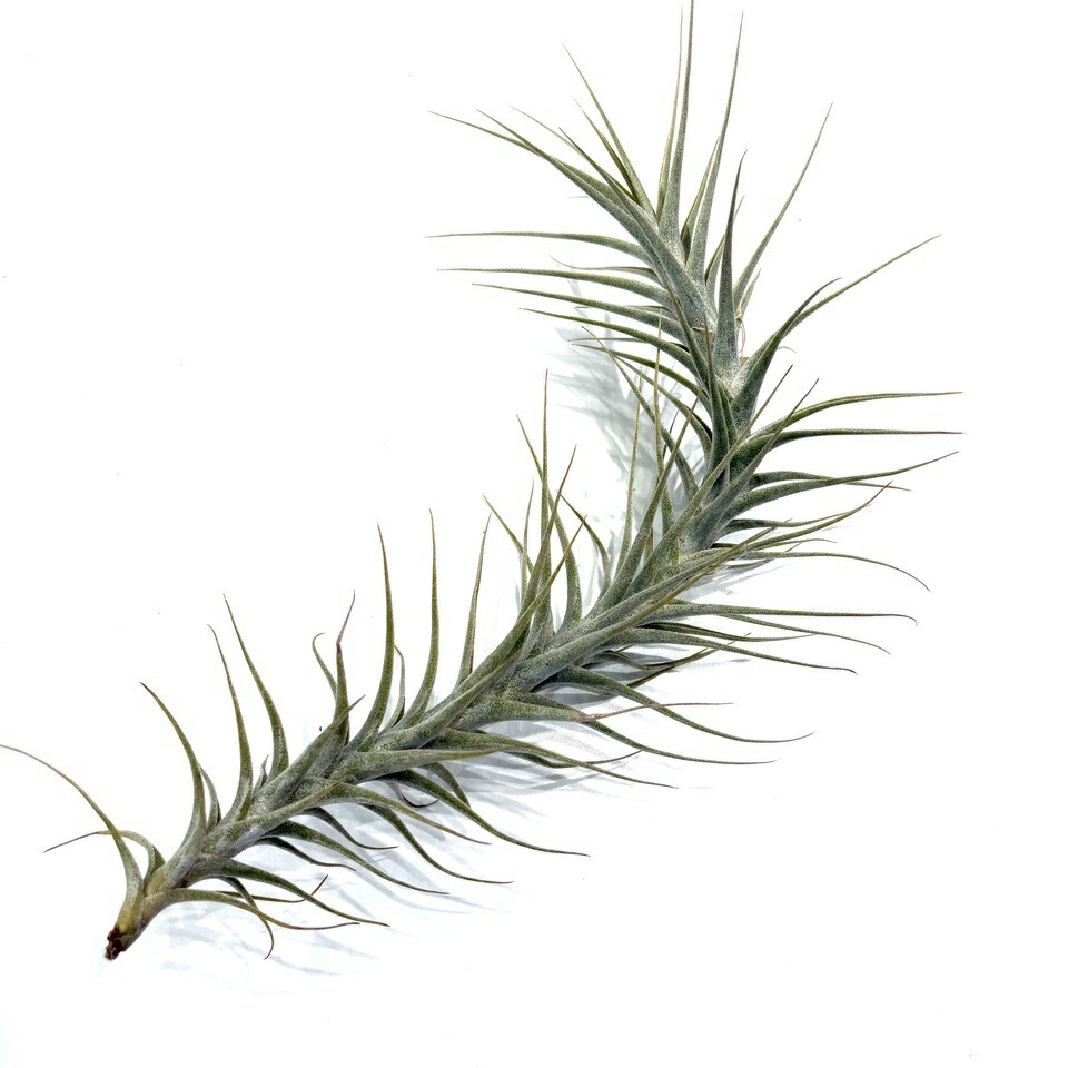 楽天市場】(現品) チランジア ストリクタ ピニフォルミス (No