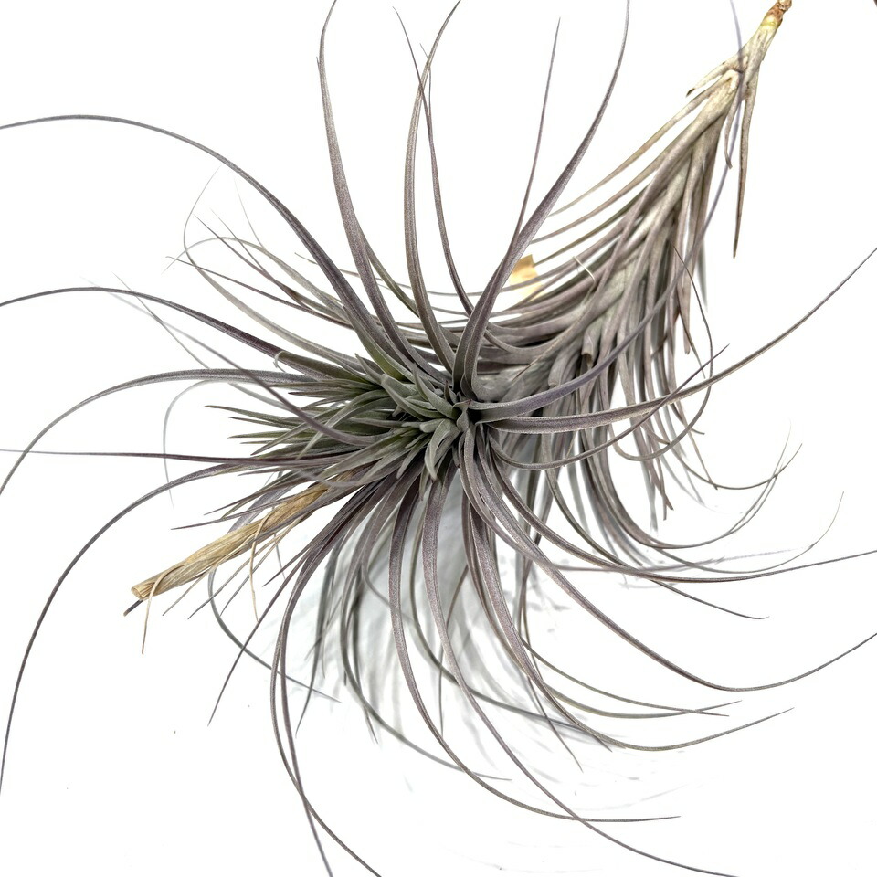 ティランジア・トメキー 楽天市場】(現品) チランジア トメキー (No.21924) (エアー