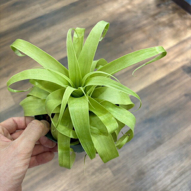 楽天市場】(現品) チランジア (ビーコレアーレ × ディグエッティ