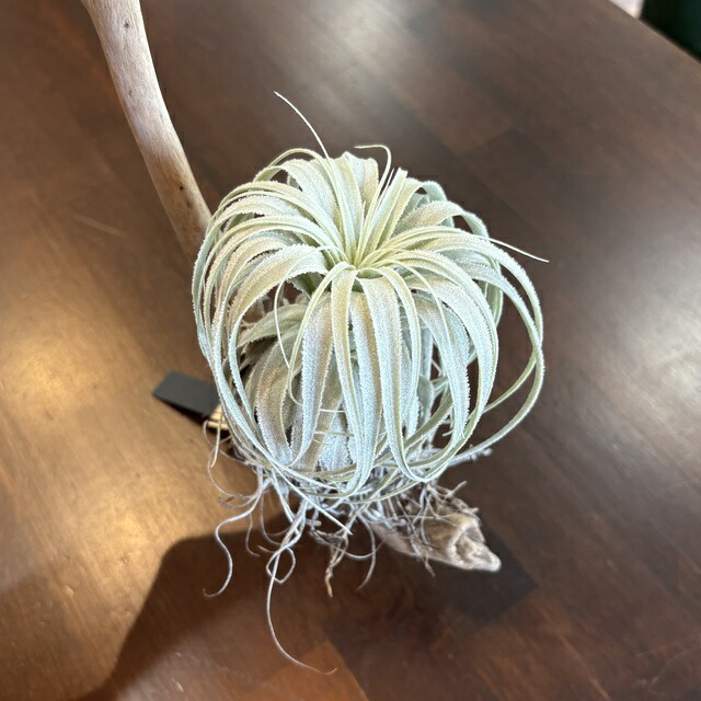 楽天市場】(現品) チランジア チャペウエンシス チュリフォルミス (No