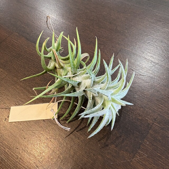 楽天市場】(現品) チランジア イオナンタ バンハイニンギー ミノール