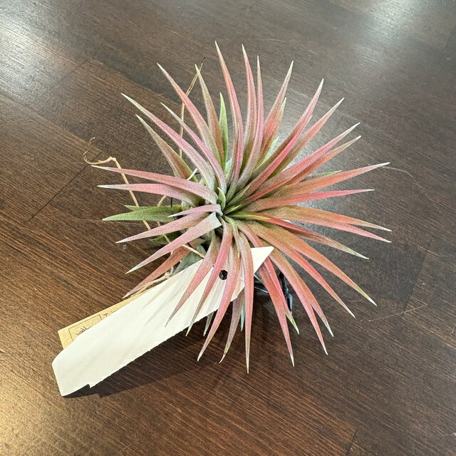 ブロメリア・エアープランツ Tillandsia Icy Elf Tillandsia 'Icy Elf' チランジア アイシーエルフ□エアプランツ