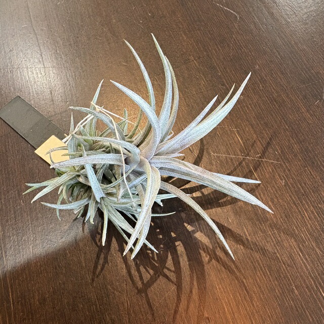 楽天市場】(現品) チランジア カピタータ 'シルバーローズ' (No.22305