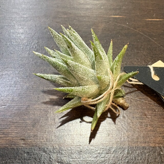 楽天市場】(現品) チランジア (ビーコレアーレ × ディグエッティ) (No