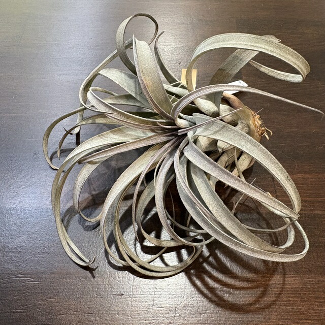 楽天市場】(現品) チランジア カプトメデューサ 'ジャイアント