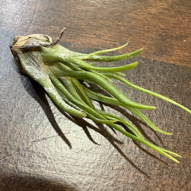 モ*オ様 レア⭐︎ チランジア　ブルボーサ　アルバ　エアプランツ 楽天市場】エアープランツ ブルボーサの通販