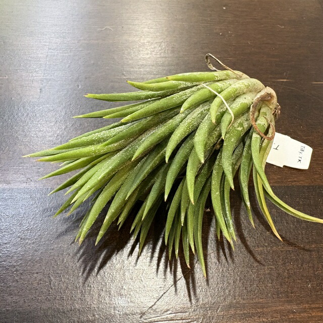 楽天市場】(現品) チランジア 'マヤンベース' (No.22177) (エアー