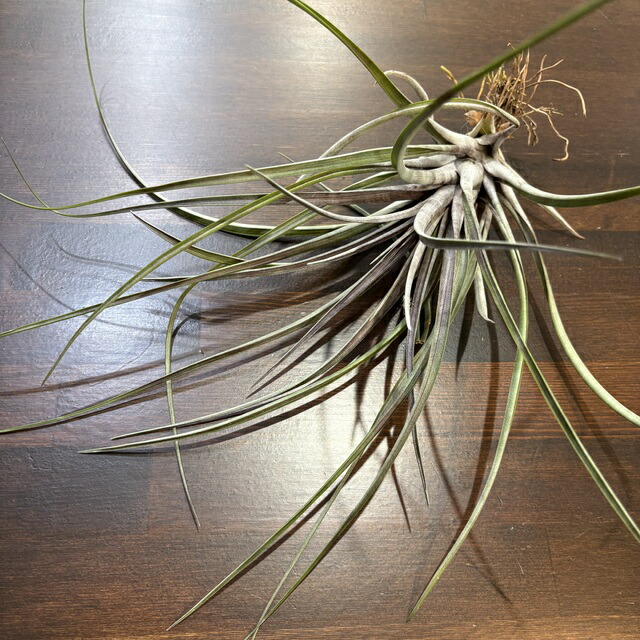 チランジア ティムズロイヤルトレジャー Tillandsia 'Timm's Royal Treasure' #spanishmoss #ionantha