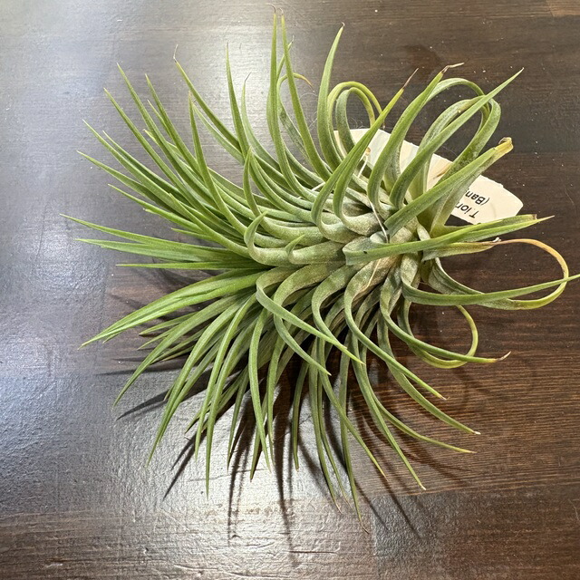 楽天市場】(現品) チランジア イオナンタ バンハイニンギー ミノール