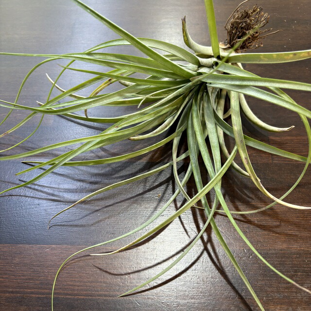 チランジア ハリシー × キセログラフィカ ハリシー × キセログラフィカ 01号 | air-plants TENGU-DO