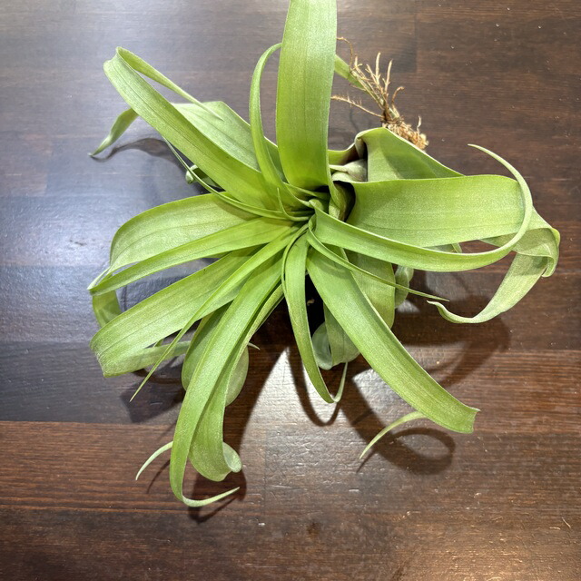 チランジア キセログラフィカ × ブラキカウロス チランジア・キセログラフィカ×ブラキカウロス Tillandsia