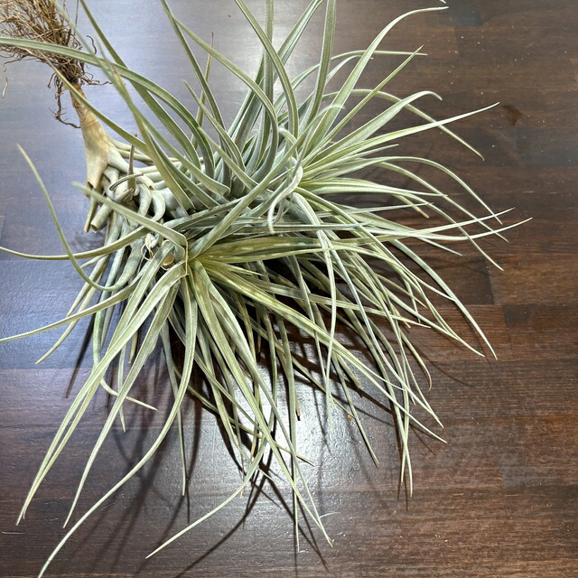 楽天市場】(現品) チランジア (ドゥラティ × ストリクタ) (No.22318