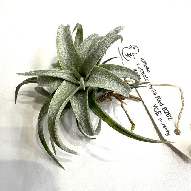 楽天市場】(現品) チランジア 'サマンサ' (No.22298) (エアープランツ